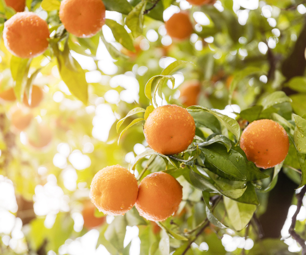 Oranges on a tree