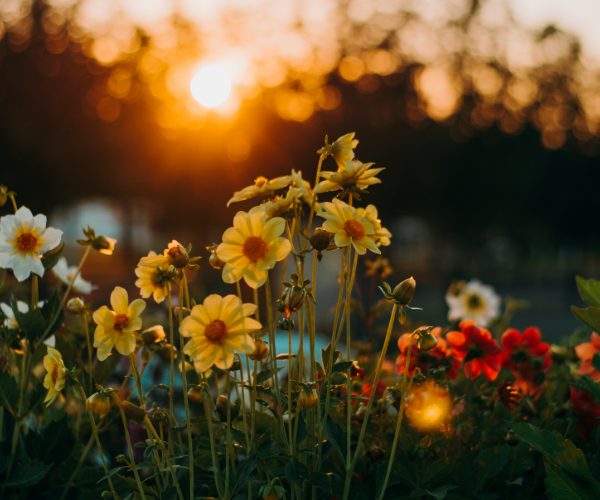 Flowers in the sunset